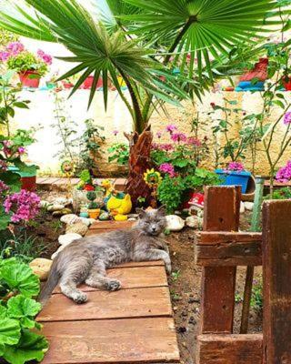 Margaritas' Appartement Agios Gordios (Corfu)